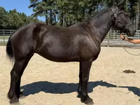 Kobila, Percheron — fotografija 1