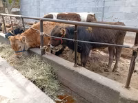Buqa, Swiss cattle — 1-rasm