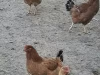 Danish hen — photo 2