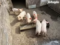 Sow, Pigs — photo 2