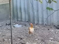 Chickens — 照片 1