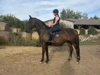 Hengst, Nonius horse — Foto 4