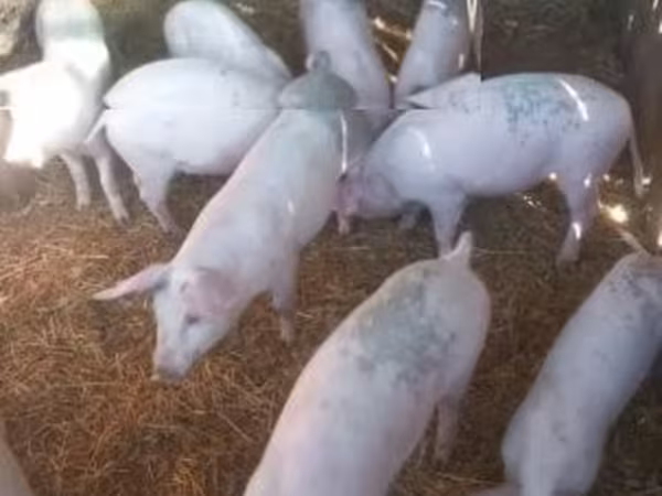 Locha,  — Węgry
