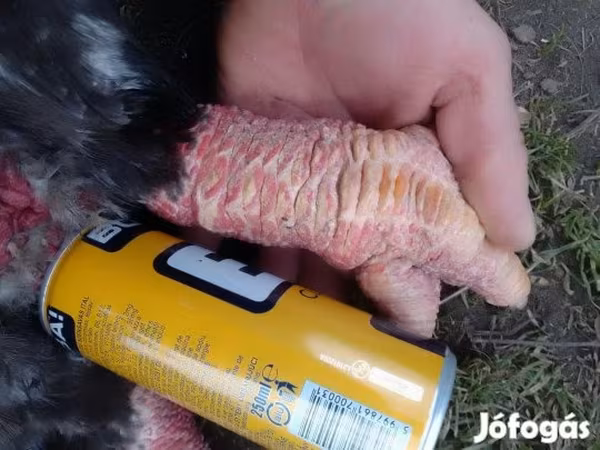 Chickens
