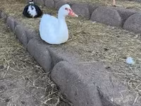 Ducks — fotografija 4