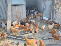 Chickens — الصورة 3