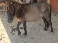 雌馬, Shetland Pony — 写真 7