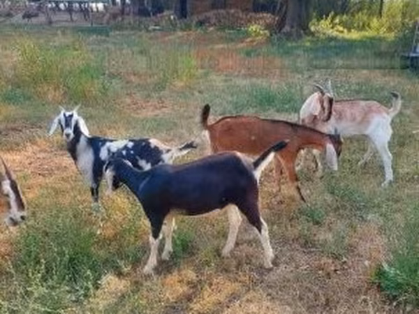 Boucs, Nubian Goat