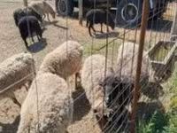 Carnero, Merino sheep — foto 1