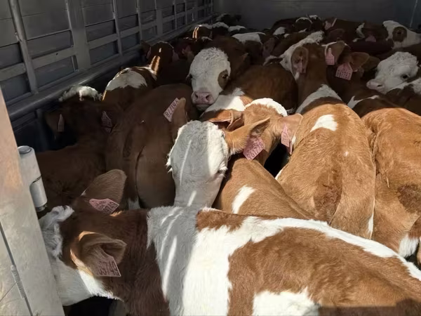 Bulle, Simmental cattle