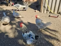 Chickens — Foto 4