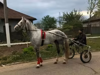 At, Orlov Trotter — foto 1