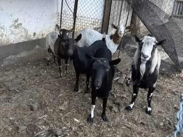 Kozioł, Kozy — Węgry