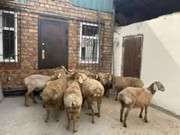 Qoʻchqor, Rhon sheep — 2-rasm
