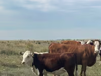 Cow, Kazakh White-headed cow — photo 3