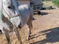 घोड़ा, Lipizzaner — फ़ोटो 3