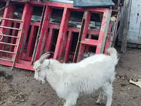 Koza, Kamori goats — fotografija 6
