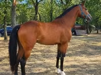 Caballo, Caballos — foto 4