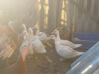 Ducks — الصورة 2