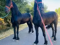 Cavalo, Friesian — foto 4