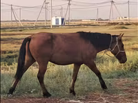 Kobila, Mugalzhar horse — fotografija 4