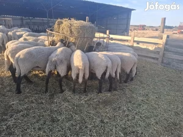 母羊, Sheep
