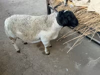 Ovan, Dorper sheep — fotografija 1