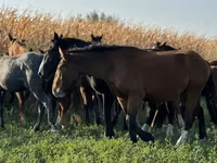 Égua, Cavalos — foto 5