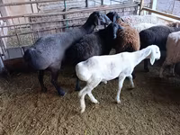Ovca, Rhon sheep — fotografija 8