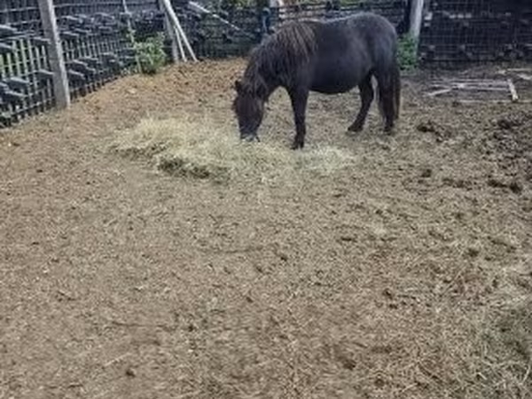 雄馬, 馬
