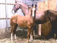 Cavalo, Dutch warmblood horse — foto 2