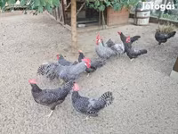 Chickens — الصورة 5
