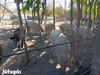 Schweine (Partie, Geschlecht nicht angegeben), Мангалица — Foto 5