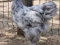 Brahma — Foto 4