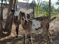 Koza, Nubian Goat — fotografija 4