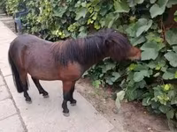 حصان, Shetland Pony — الصورة 5