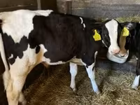 Toro, Raza Holstein — foto 3