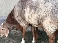 Ovan, Rhon sheep — fotografija 2