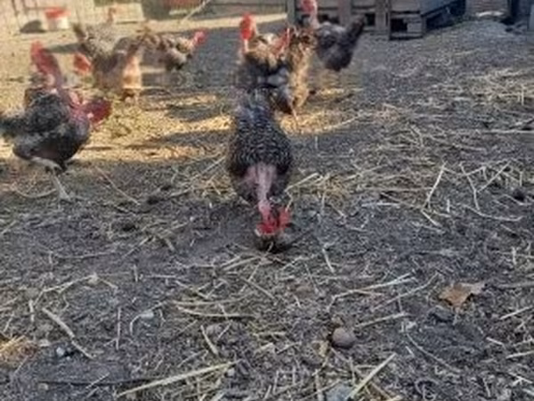 duńska kura
