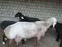 Ovan, Edilbay sheep — fotografija 6