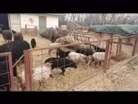 母羊, Racka sheep — 照片 2