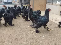 براهما — الصورة 5