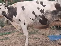Krava, Russian Black pied cattle — fotografija 4