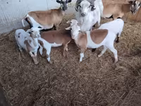 Qoyunlar (partiya, cinsi göstərilməyib), Cameroon sheep — foto 6