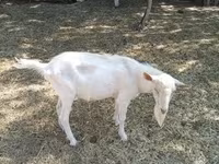 Ziegenbock, Saanen goat — Foto 1