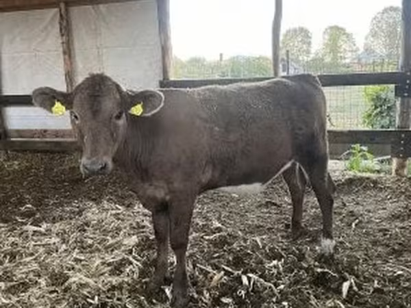 母牛, Charolais cattle