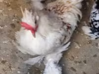 Chickens — fotografija 3