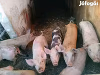 公猪, Pigs — 照片 2
