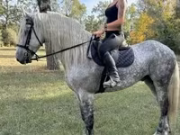 At, Andalusian horse — foto 1