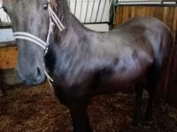 Kobila, Friesian — fotografija 1